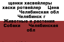 щенки хасвейлеры (хаски ротвейлер) › Цена ­ 1 000 - Челябинская обл., Челябинск г. Животные и растения » Собаки   . Челябинская обл.